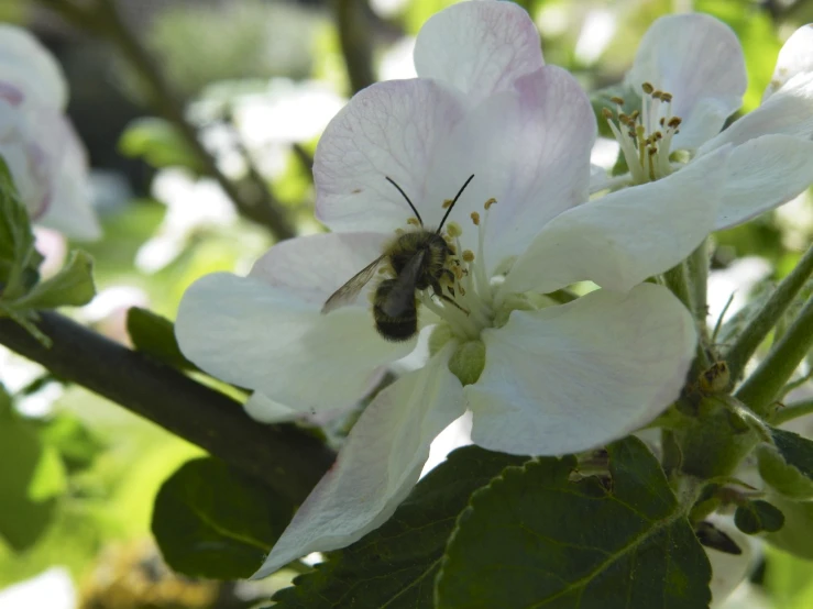 a bum on a flower, in a garden setting