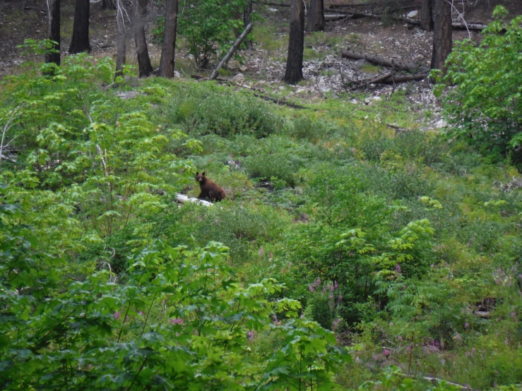 bear that is out in the woods lying down