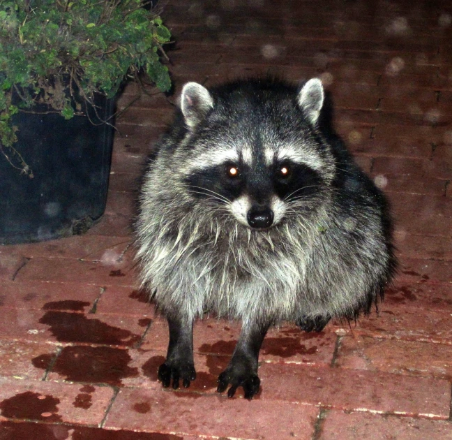 a rac staring at the camera at night