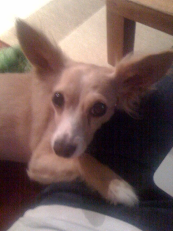 a dog laying on the ground and looking at camera