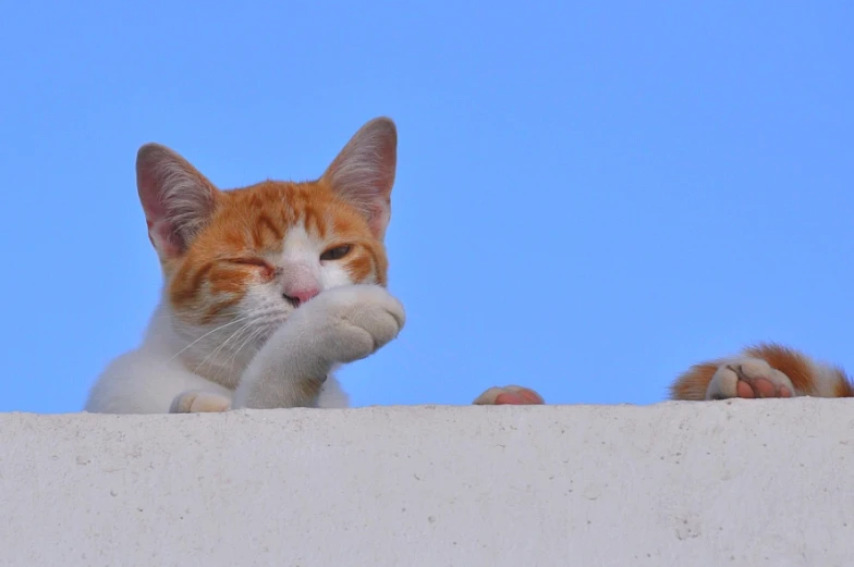 a close up of a cat looking over the edge