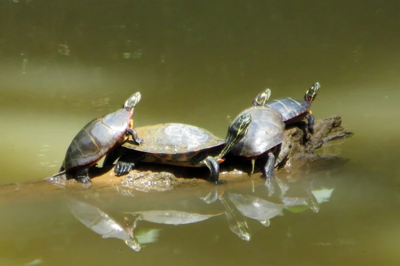 group of turtles sitting on the side of a river