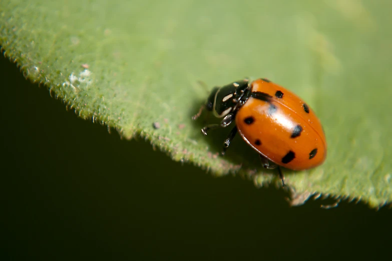 a bright orange beetle is standing on a green leaf