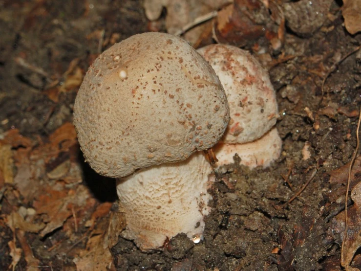 mushrooms are growing on a mulch in the ground