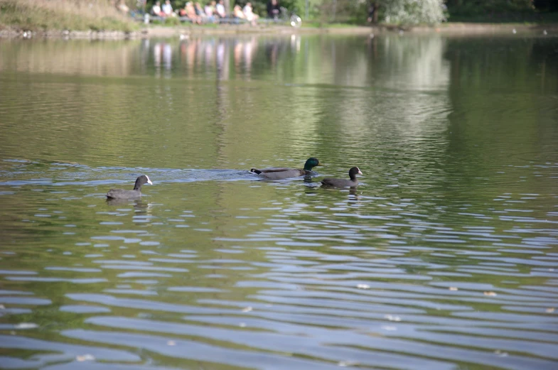 three ducks floating in the lake near people