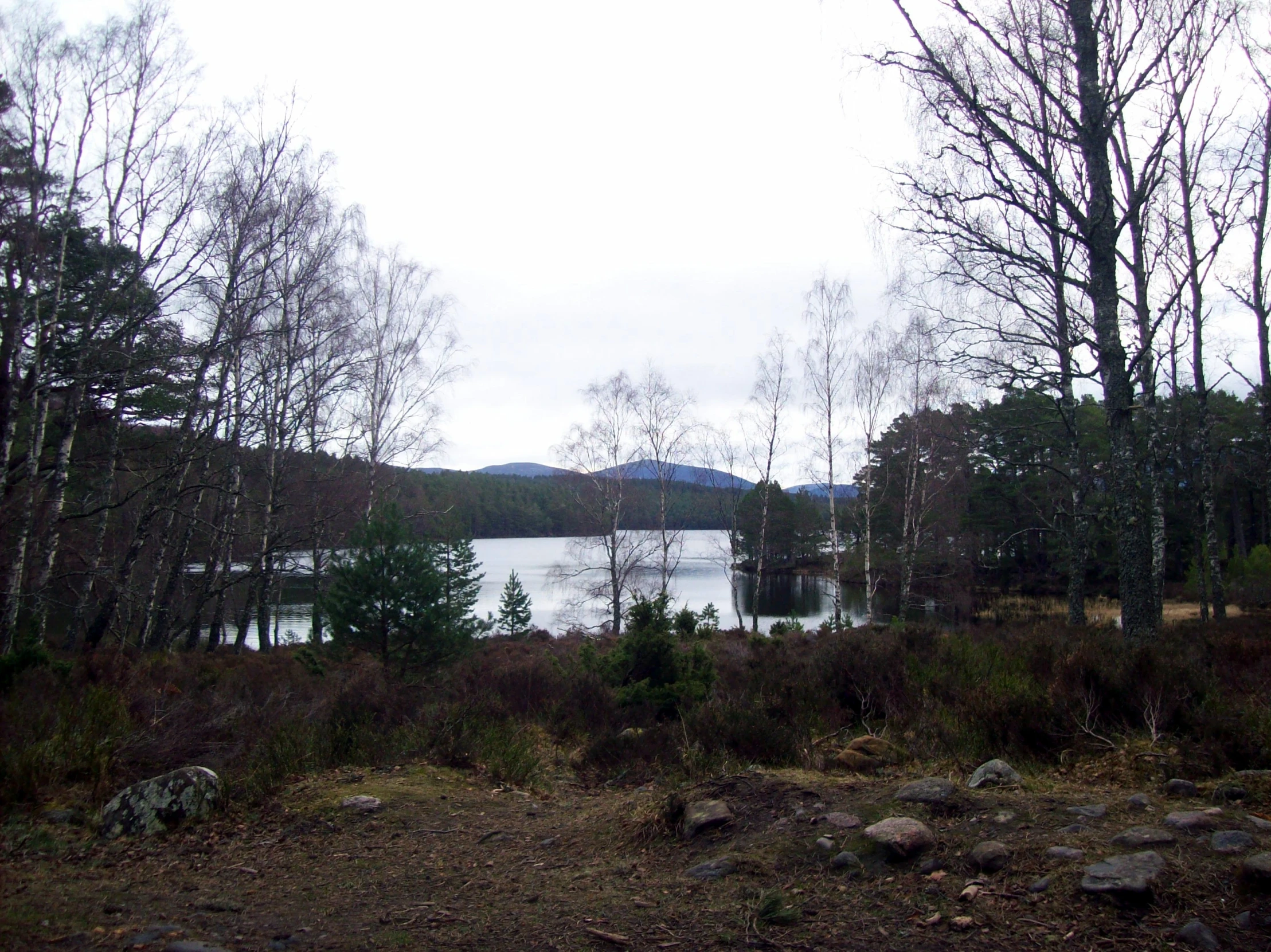 the forest and water is beautiful on a cloudy day