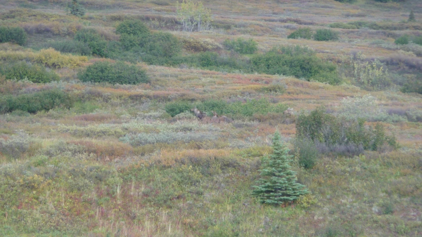 a bear and its cubs in a field of grass