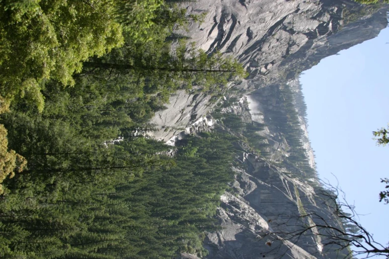 a forest filled with green trees near a mountain