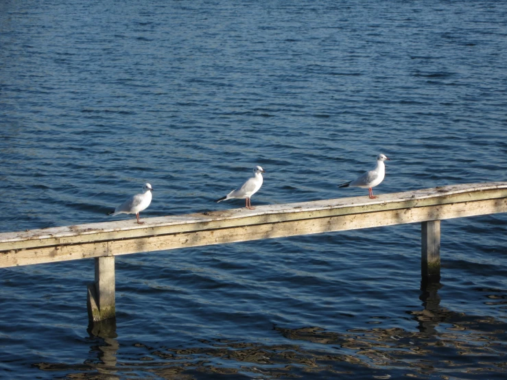 there are seagulls standing on the edge of the pier