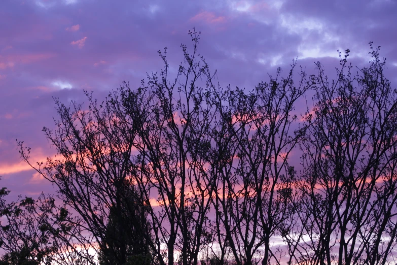 some trees with no leaves on them against a cloudy sky