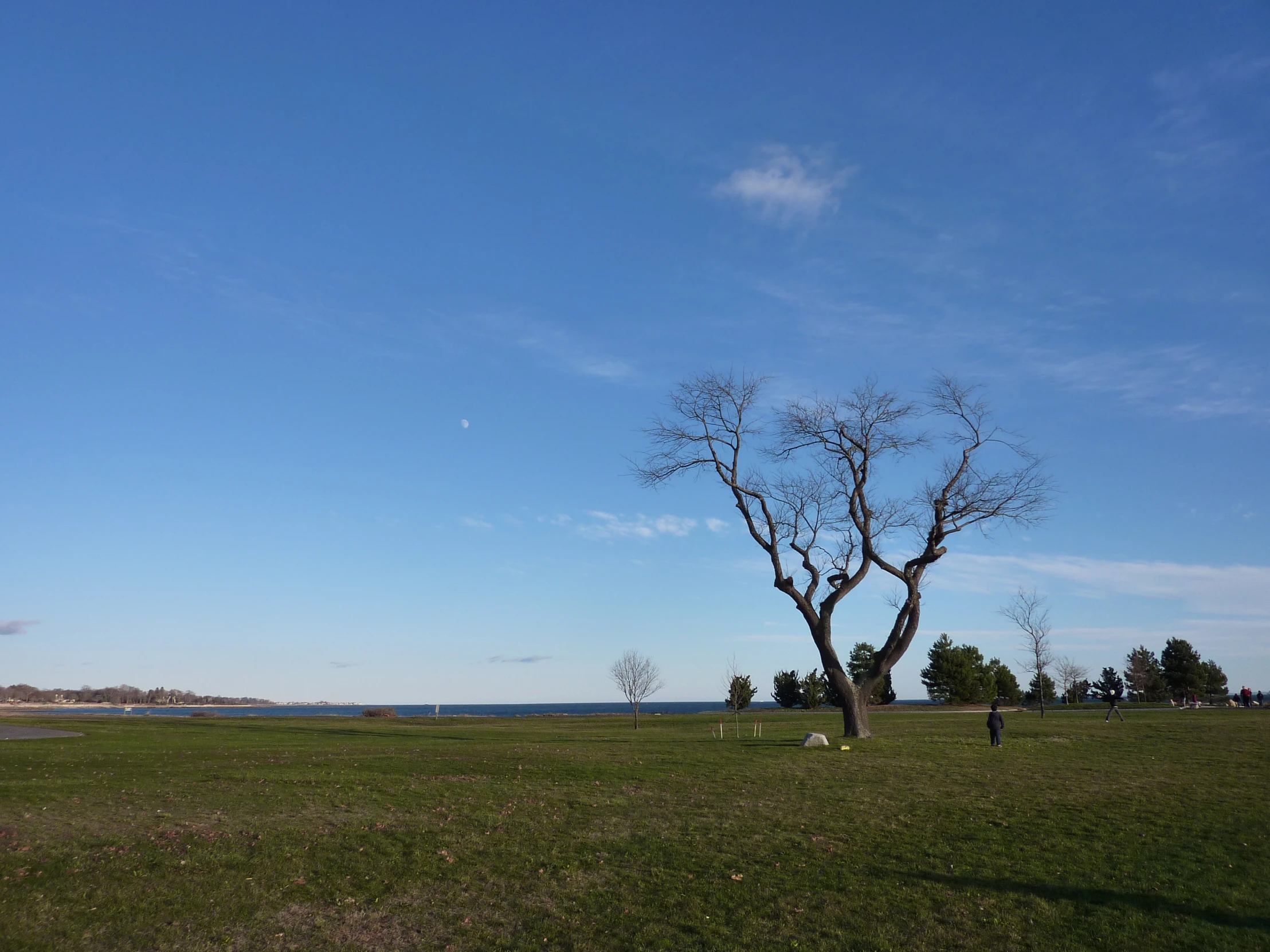 two animals standing on grass by a tree and some water