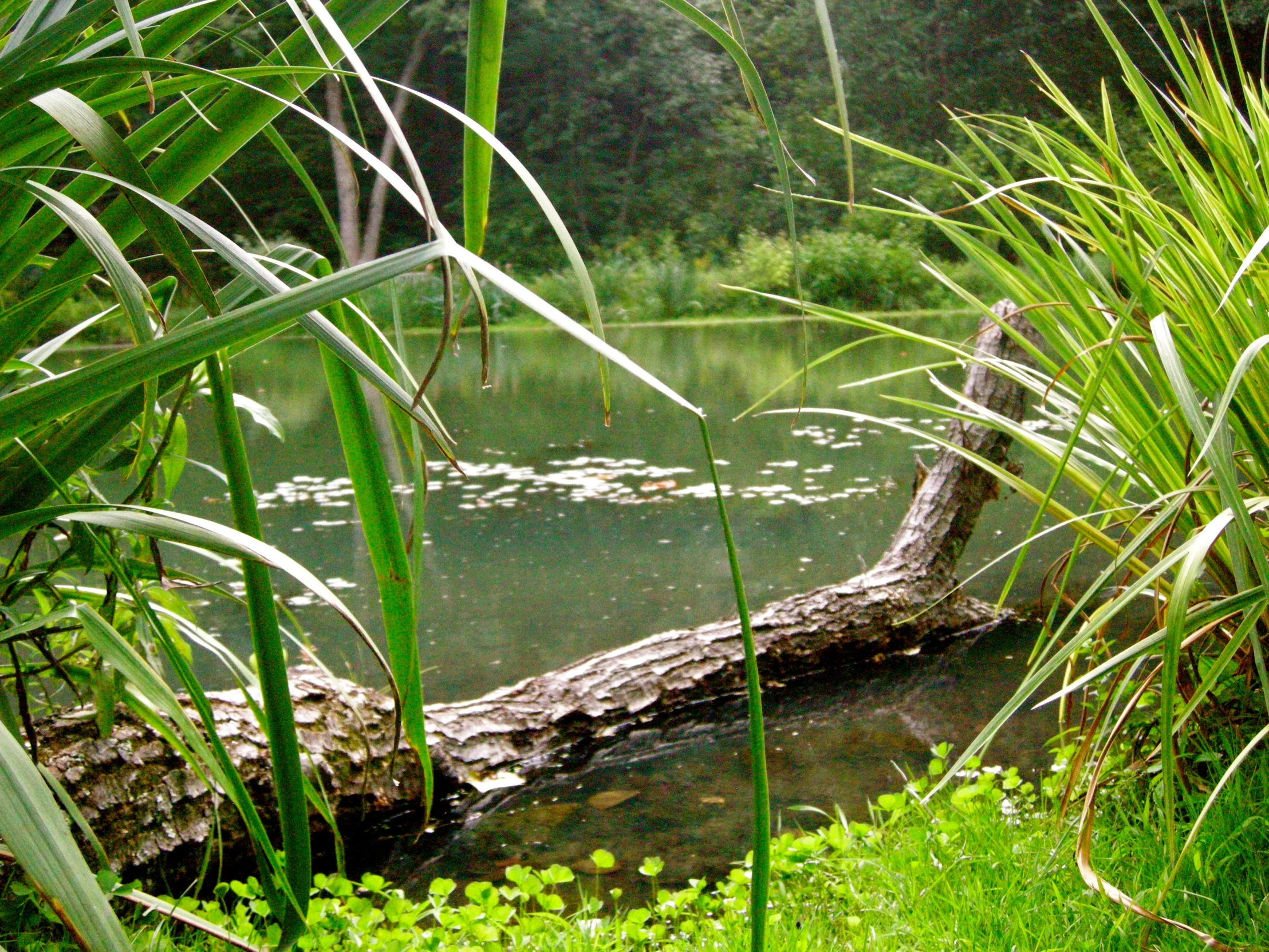 a tree fallen over in a swampy area