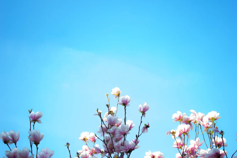 a few different white flowers with blue sky in background