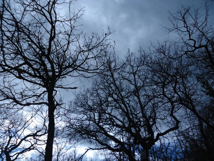 the dark and gloom skies over the trees