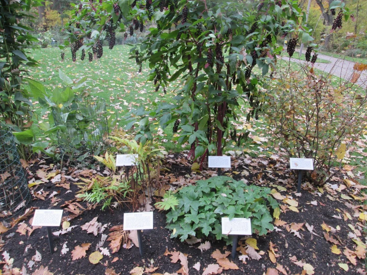 several small trees in a lush green field