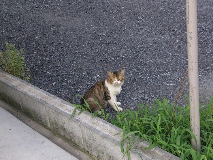 the cat is sitting on the side walk