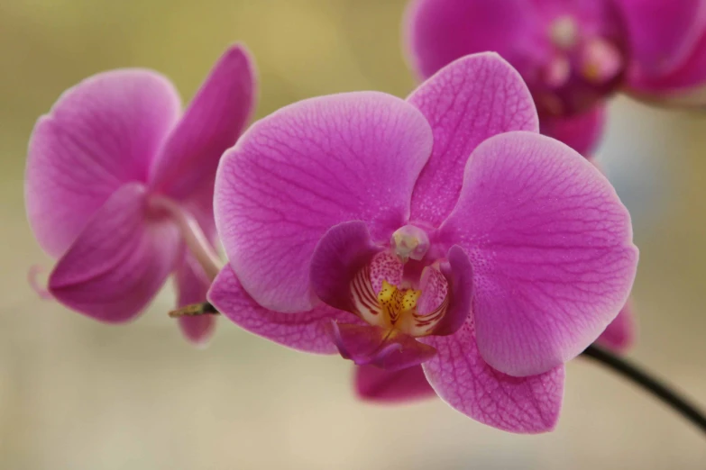 a purple flower with yellow stamen around its center