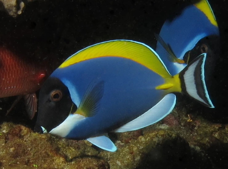 two colorful fish are swimming in the ocean