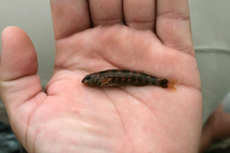 the moth sits on top of a human hand