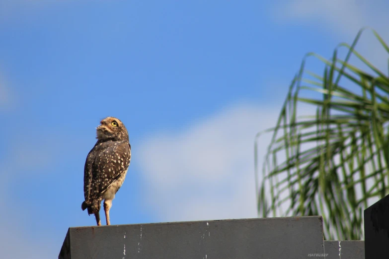 an owl standing on the edge of a wooden post