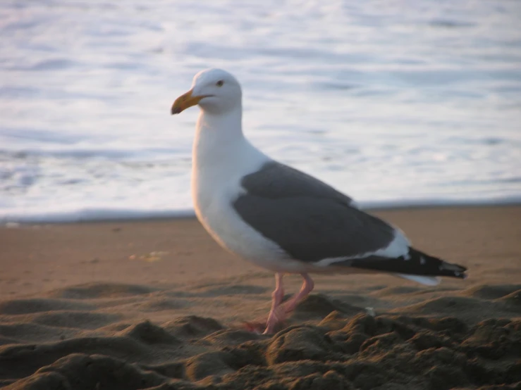 a gray and white bird standing on top of a sandy beach