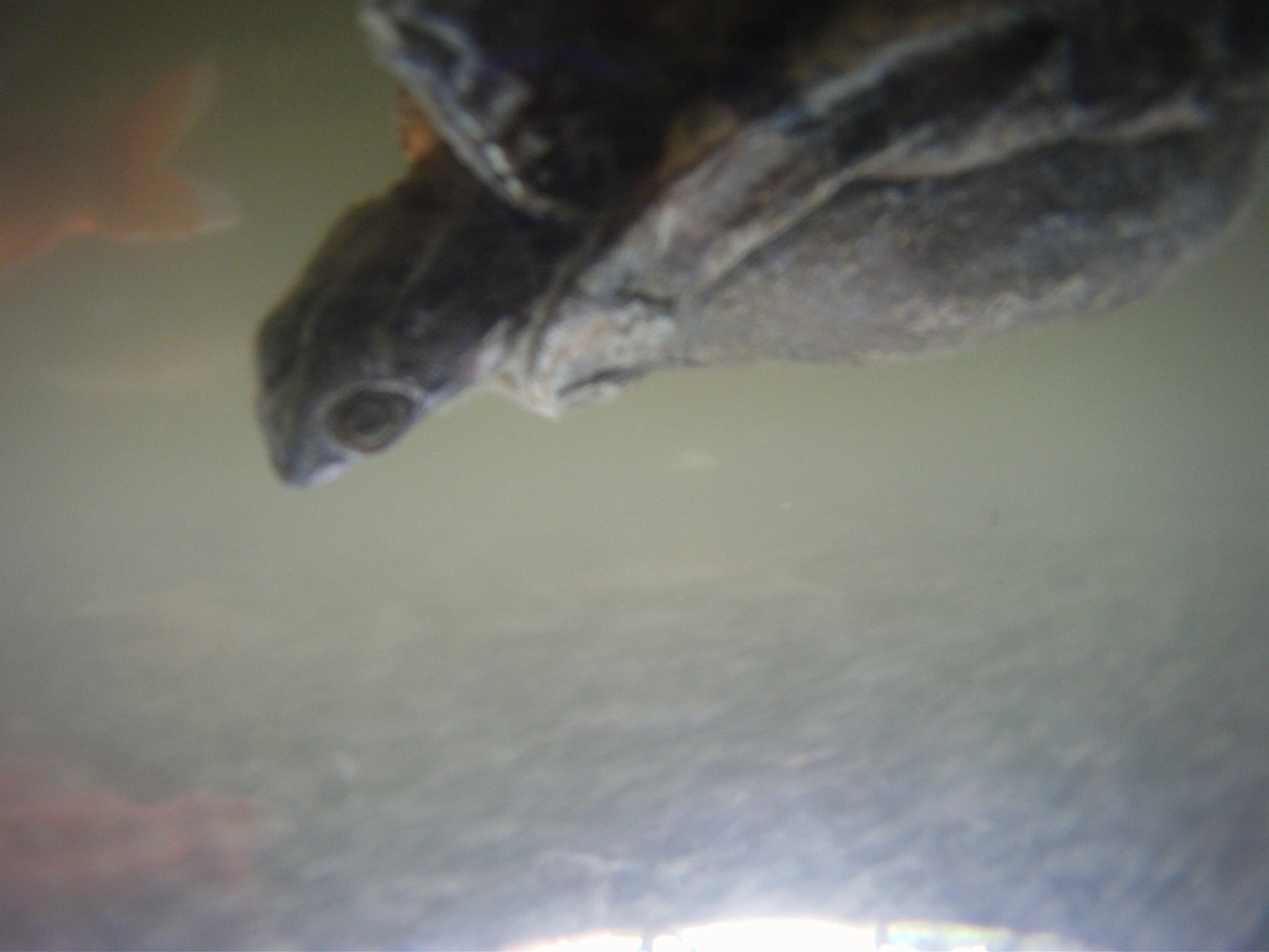 a po of a bird looking up at soing below