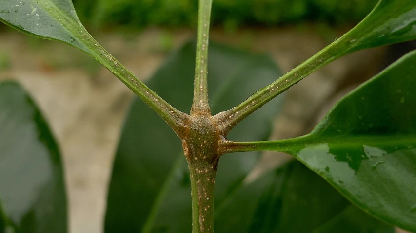 the bug is making it's way across the leaf