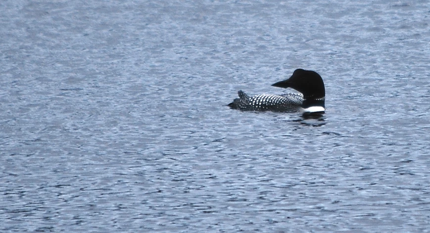 a black and white bird sitting on top of a body of water