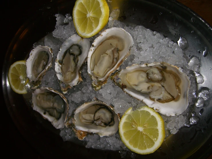 fresh oysters are served on the ice,