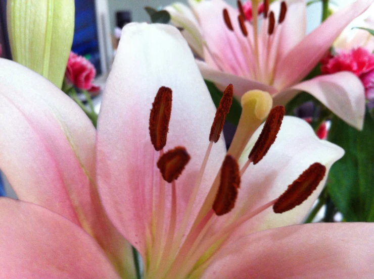 a closeup of a pink flower with lots of other flowers in the background