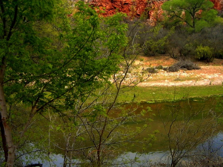 there are trees and water in the woods