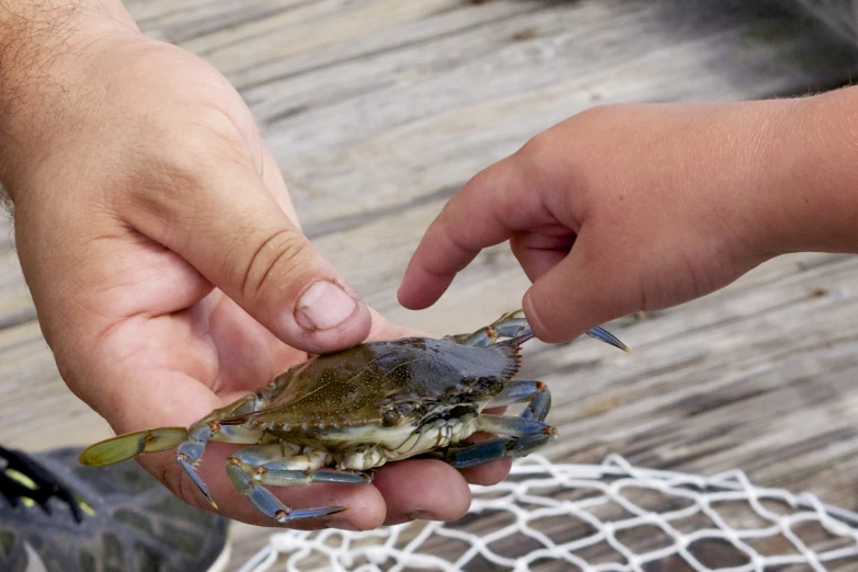 a person holding up a crab in front of his hand