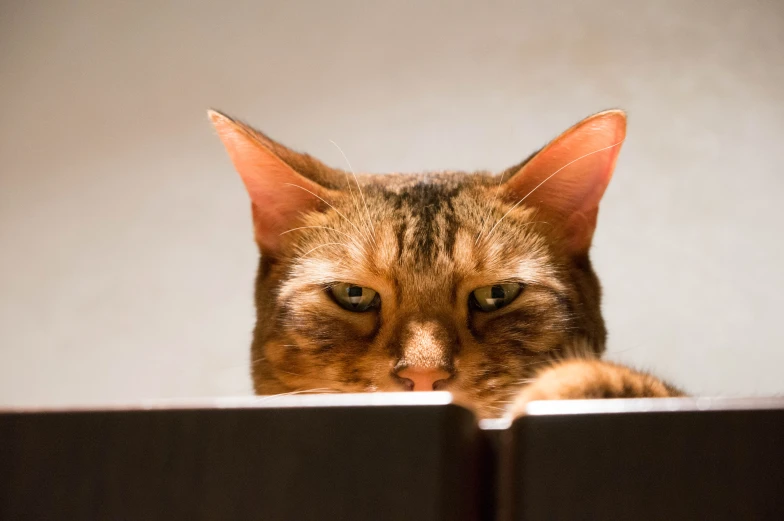 a cat laying on top of an open book