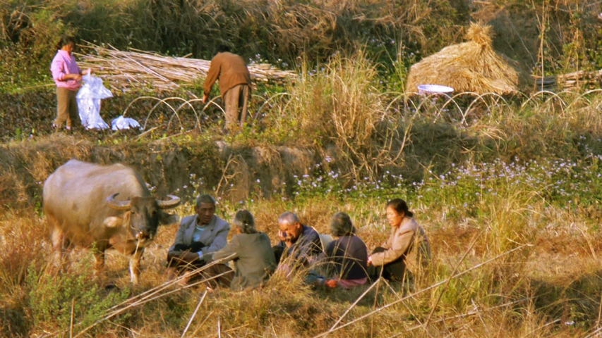 two oxen sit in front of some men who are eating