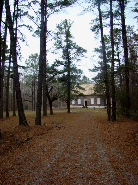 there is an empty trail running through a forest