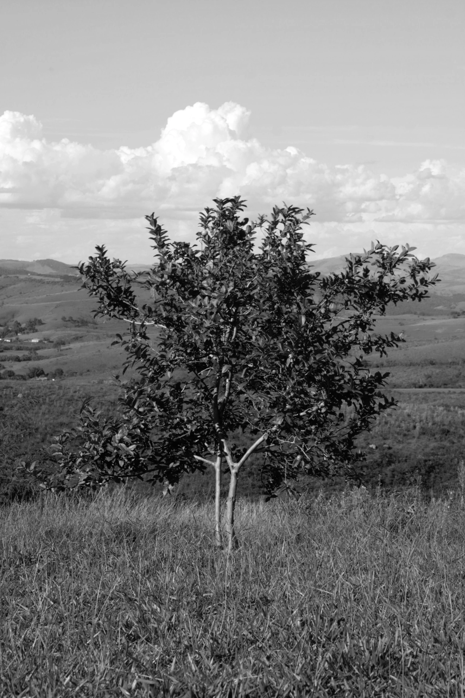 a small tree stands in the grass next to a hill