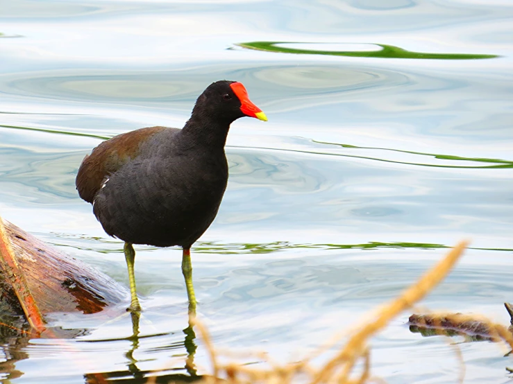 a bird with a red face walking through water
