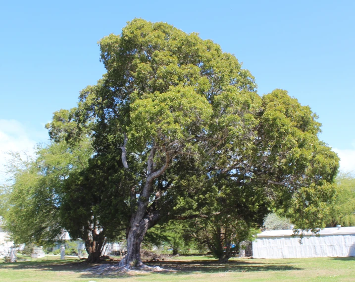 a big tree in a field with blue skies