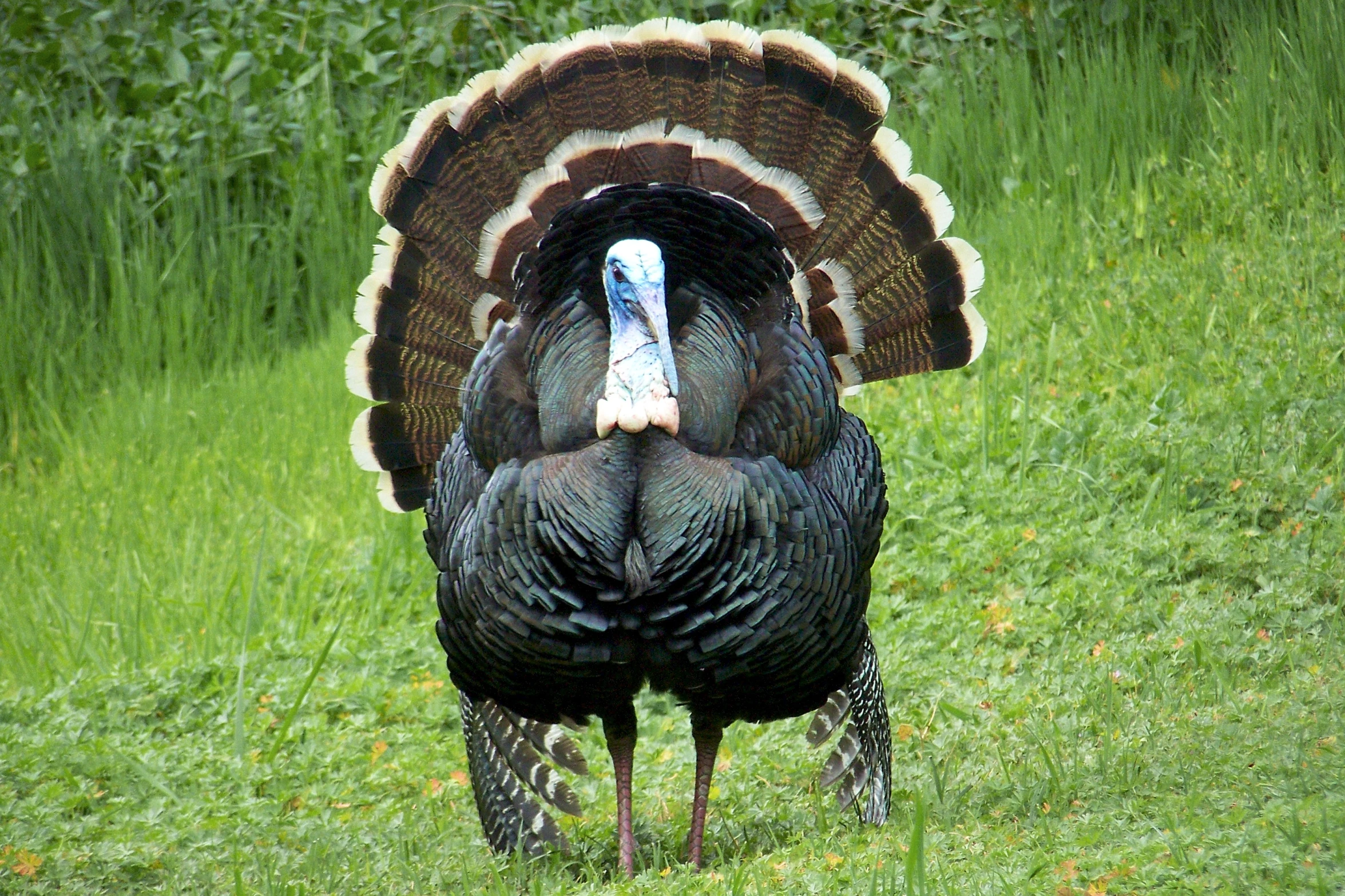 a large turkey standing on top of a lush green field