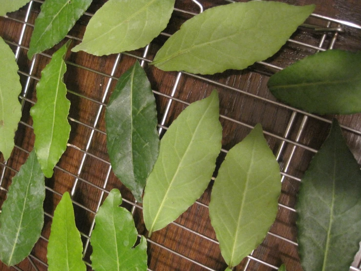 some green leaves are shown laying on the wire