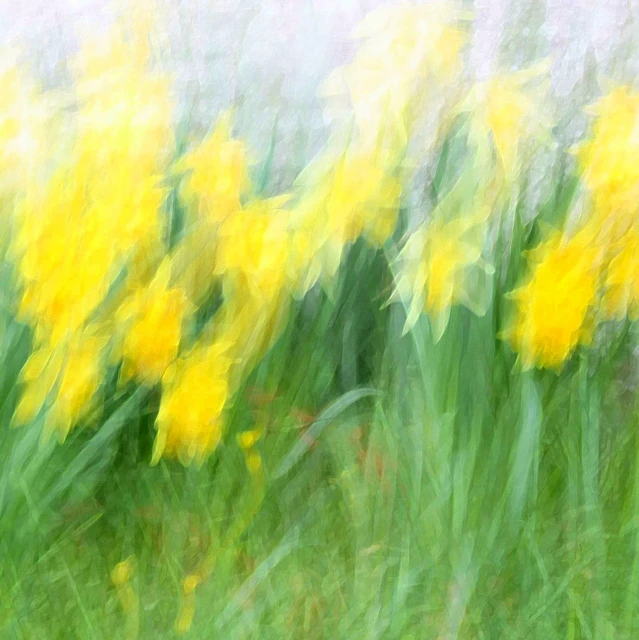 blurry pograph of yellow flowers in an open field