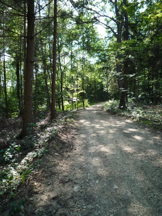 a dirt road with trees on each side