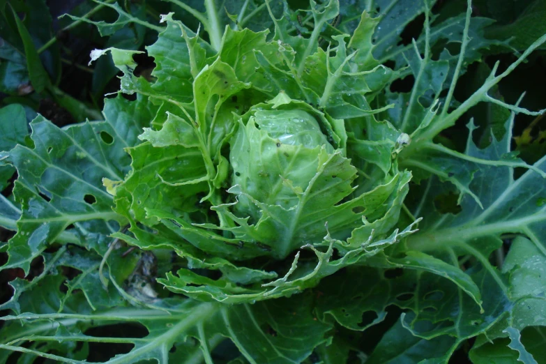 green leaves with drops of water growing in the garden