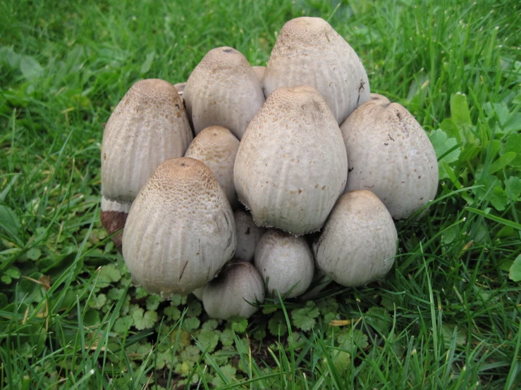 several large mushroom are sitting together in the grass