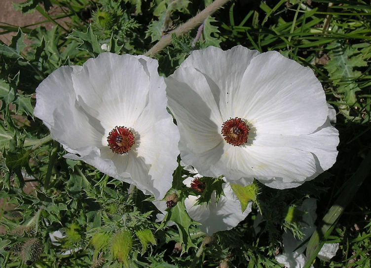 two white flowers in grass near bushes