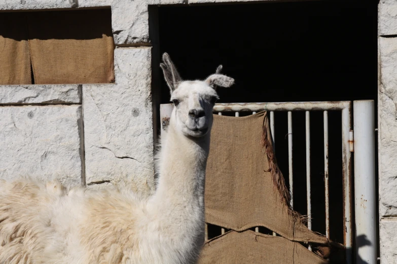 an alpaca looking out a stall at soing brown