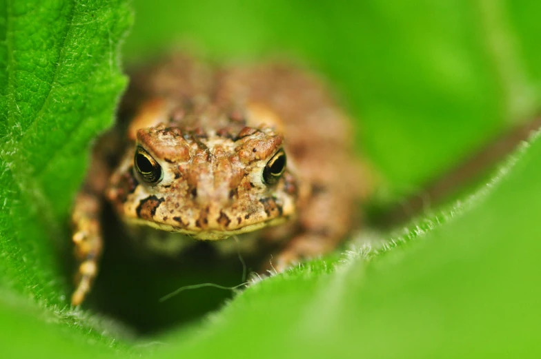 a close up of a small brown frog looking through the hole in a green leaf