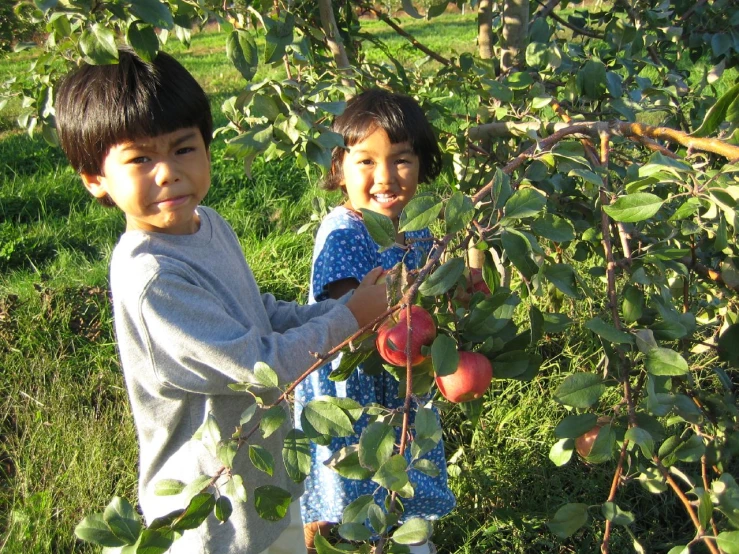 two children picking apples from tree with one girl in blue dress