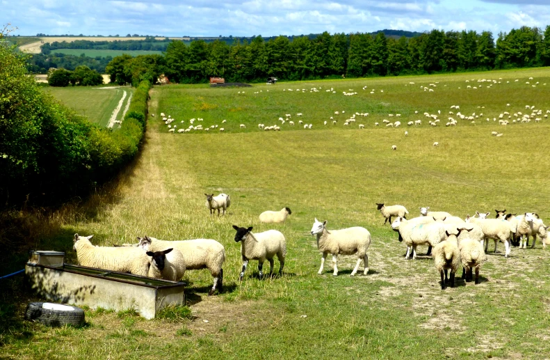 an image of a herd of sheep in the countryside