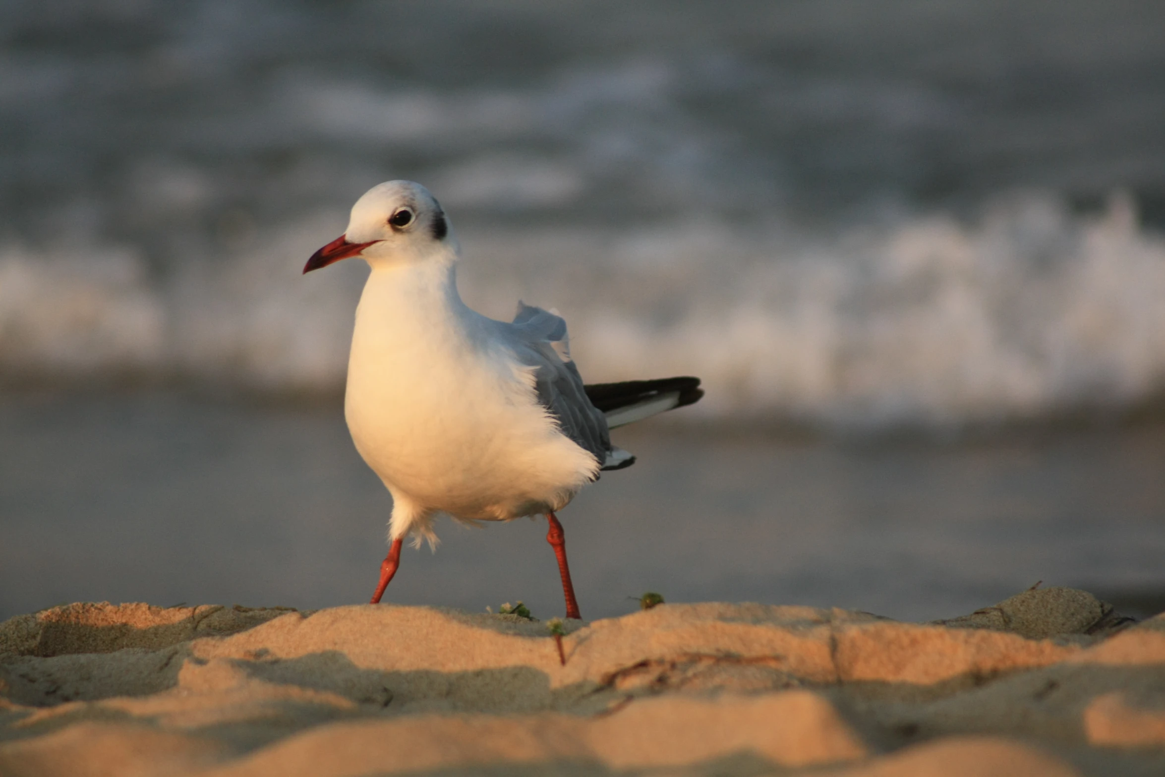 a bird is walking along the beach